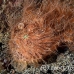 frogfish_hairy_ta_hsb_r_h_0275_kom5263.jpg